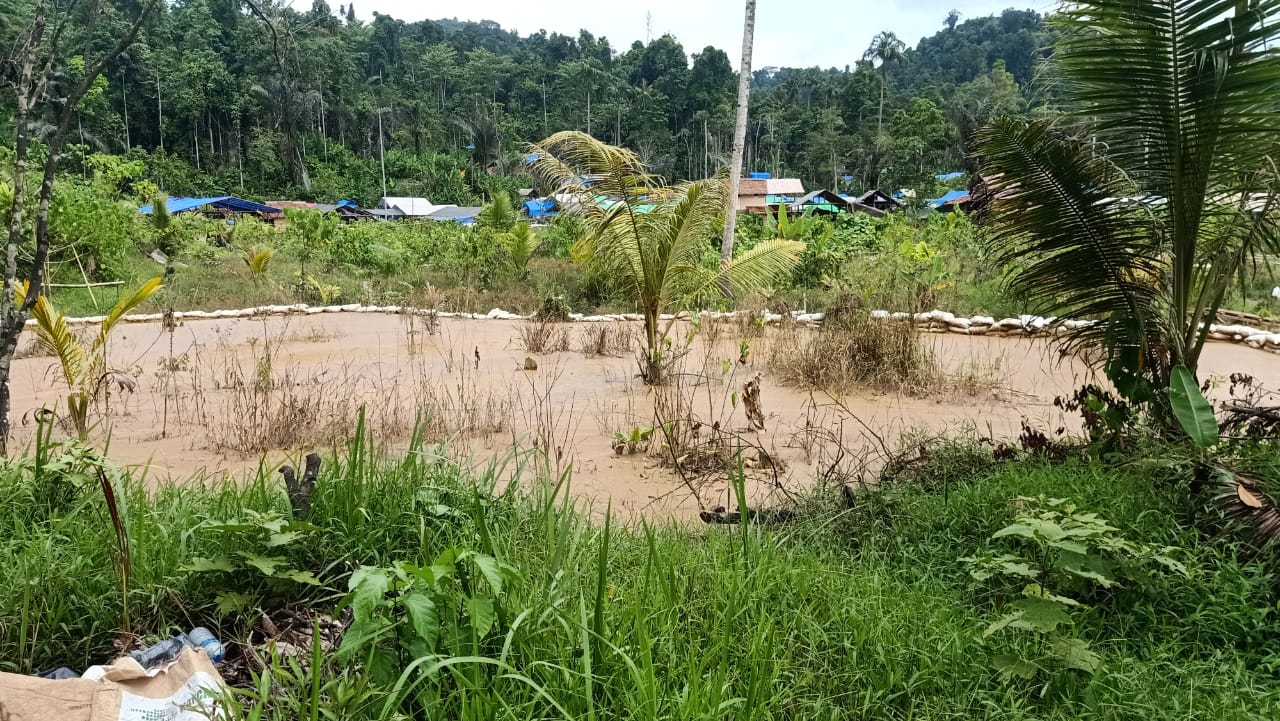 Luapan Limbah akibat operasi Tong dan Tromol milik pengusaha penambang kian jadi lumpur di area Tambang rakyat Desa Kusubibi. Foto:sif//segmen.co.id