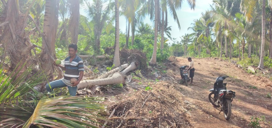Sala satu lahan atau kebun kelapa warga yang tergusur namun tidak dipakai sebagai badan jalan. (foto:sadam//segmen.co.id)