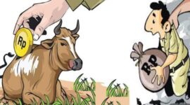 Pengadaan 34 Ekor Anakan Sapi-Kambing Sedot APBD Halsel 1.6 Miliar. Ilustrasi Sadam|Segmen