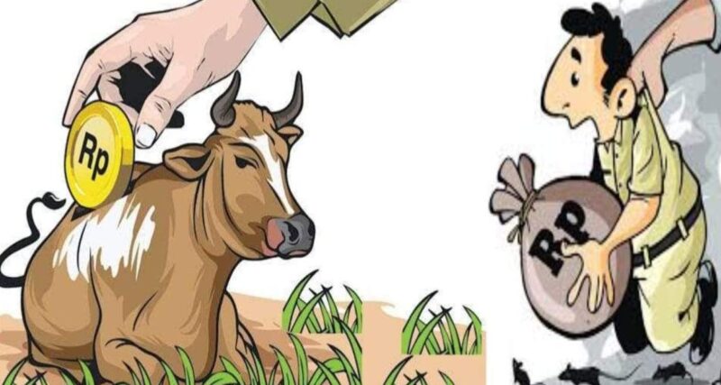 Pengadaan 34 Ekor Anakan Sapi-Kambing Sedot APBD Halsel 1.6 Miliar. Ilustrasi Sadam|Segmen