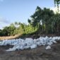Barang bukti tanah Topsoil dikomersilkan tanpa izin. foto Sadam Hadi|Segmen