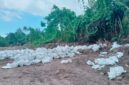3.000 karung tanah Topsoil di Desa Hidayat dikomersilkan ke Kawasi secara ilegal. Foto Sadam Hadi|Segmen