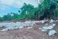 3.000 karung tanah Topsoil di Desa Hidayat dikomersilkan ke Kawasi secara ilegal. Foto Sadam Hadi|Segmen