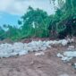 3.000 karung tanah Topsoil di Desa Hidayat dikomersilkan ke Kawasi secara ilegal. Foto Sadam Hadi|Segmen